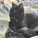 Photo de chat perdu à Beaupont