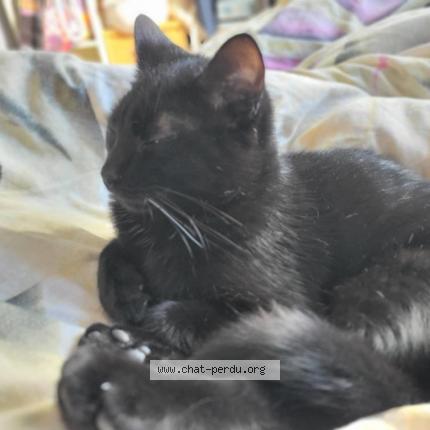 Photo 1/1 Chat retrouvé Perdu à Beaupont