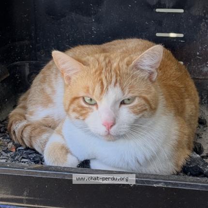 Photo de chat perdu à Ormesson Sur Marne