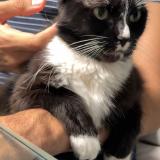 Photo de chat perdu à Callao