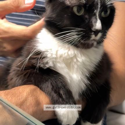Photo 1/1 Bis Chat perdu à Callao