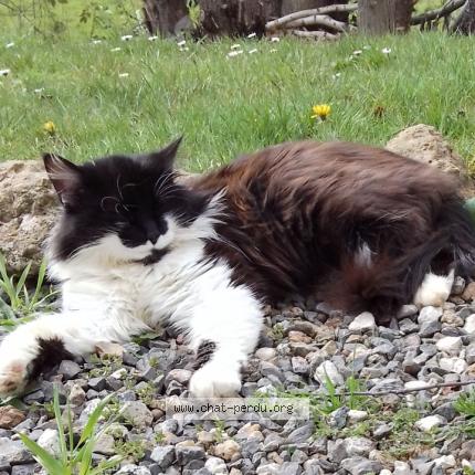 Photo 1/1 Mimi Chat perdu à Pressignac