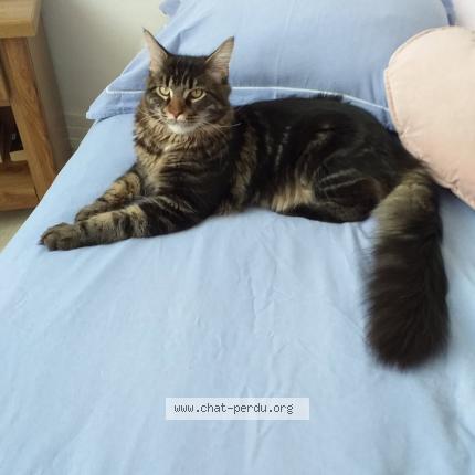 Photo 1/1 Chat retrouvé Perdu à Soissons