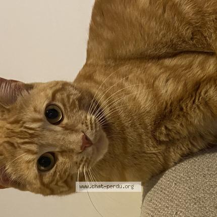 Photo de chat perdu à Saint Genis Laval