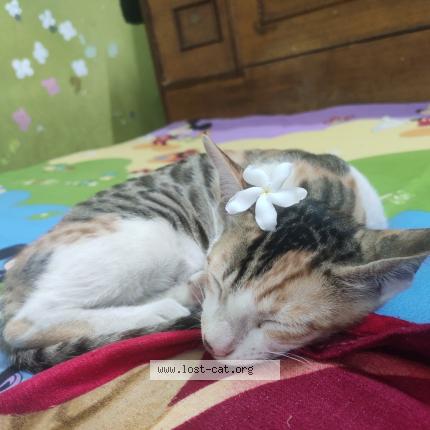 Photo 1/1 Raani Chat perdu à Lucknow