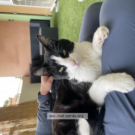 Photo 1/1 Chat retrouvé Perdu à Marignane 13700