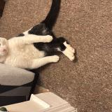 Photo de chat perdu à London