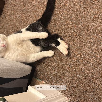 Photo 1/1 Pus pus Chat perdu à London