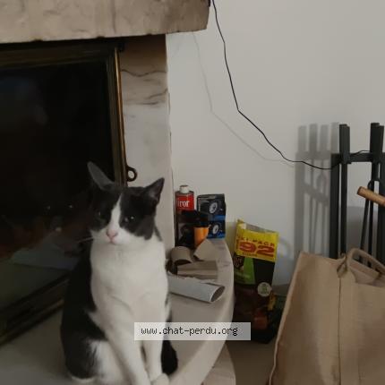 Photo 1/1 Ultia dit trixie Chat perdu à Visseiche