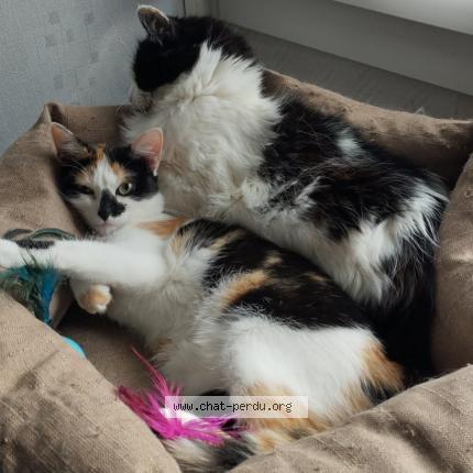 Photo de chat perdu à Moulins Les Metz