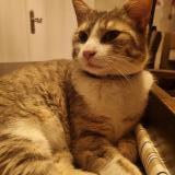 Photo de chat perdu à Oyonnax