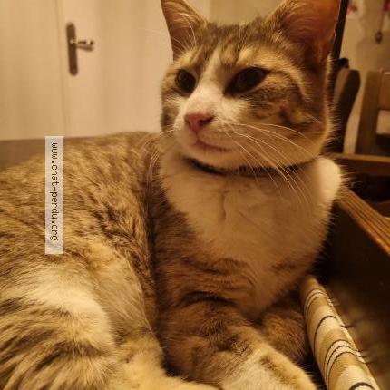 Photo 1/2 Chat retrouvé Perdu à Oyonnax