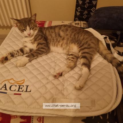 Photo 2/2 Chat retrouvé Perdu à Oyonnax