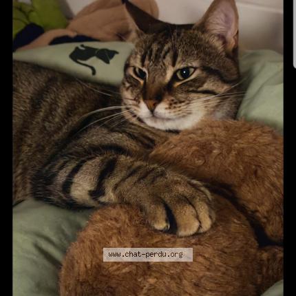 Photo de chat perdu à Asnieres Sur Seine