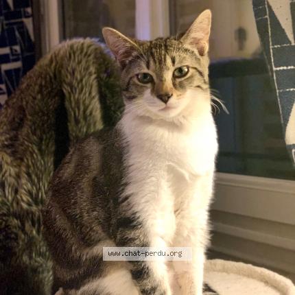 Photo 1/1 MOKA Chat perdu à Meylan