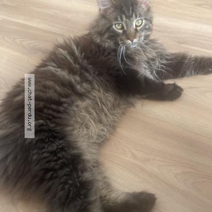 Photo de chat trouvé à Toulon