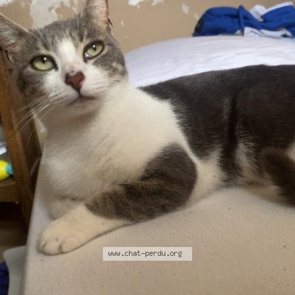 Photo 1/1 ulhyssa Chat perdu à Evreux