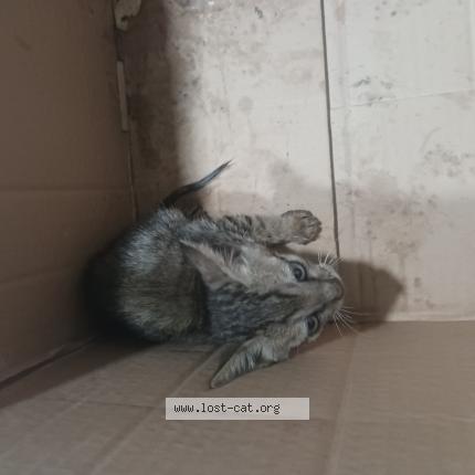 Photo 1/1 Chat trouvé Trouvé à Rajkot