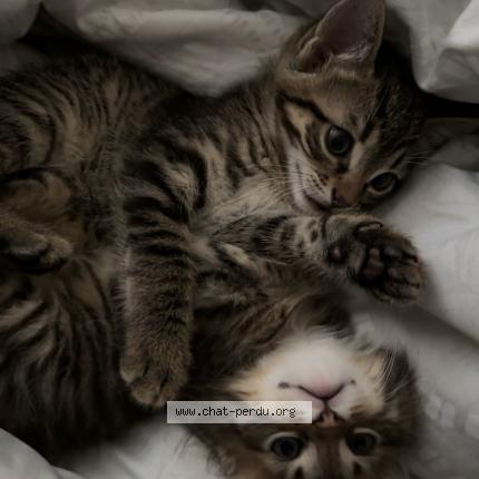 Photo 1/1 nais Chat perdu à Meze