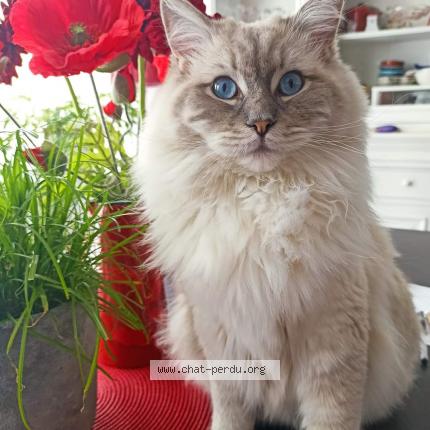 Photo 1/1 ruby Chat perdu à Tomblaine