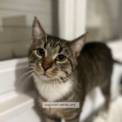 Photo 1/1 Ares Chat perdu à Haguenau