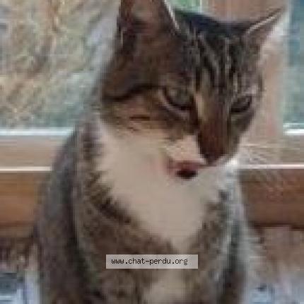 Photo de chat perdu à Saint Pol De Leon