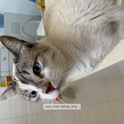 Photo de chat perdu à Mandelieu