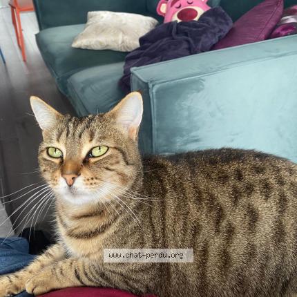 Photo 1/1 Pitot Chat perdu à Lagord