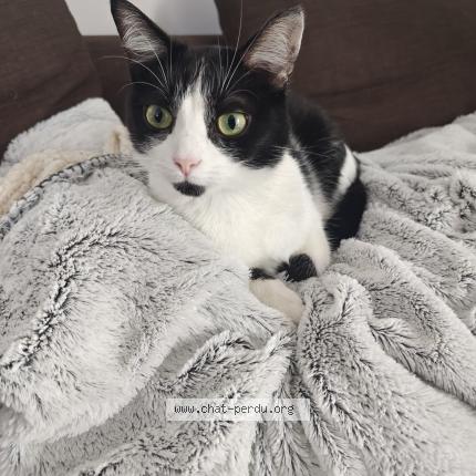Photo de chat perdu à Saint Jean De Braye