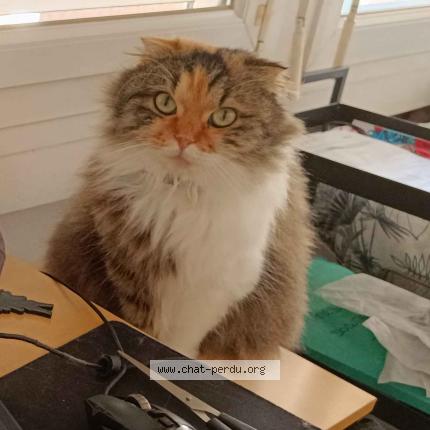 Photo 1/1 Chat retrouvé Perdu à Toulouse