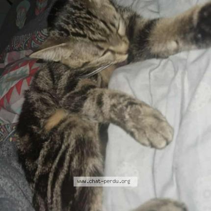 Photo 1/1 Nala Chat perdu à Vallauris