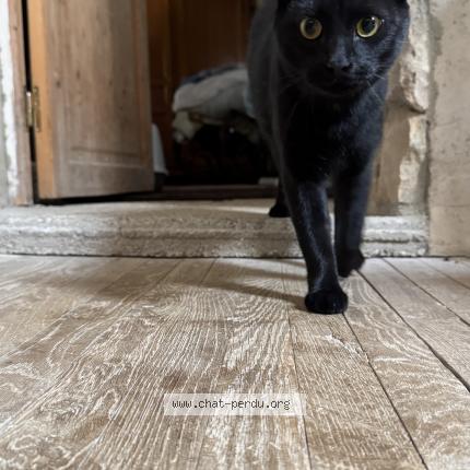 Photo 1/1 Chat retrouvé Perdu à Saint Maur Des Fosses