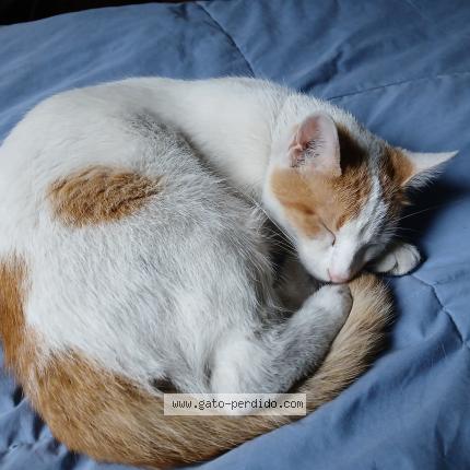 Photo 1/1 Chat trouvé Trouvé à Buenos aires