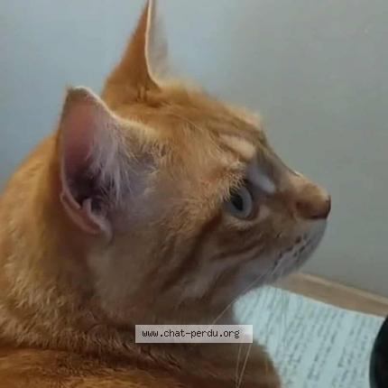 Photo 1/1 Ninou Chat perdu à Saint paul les dax