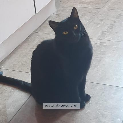 Photo de chat perdu à Grenoble