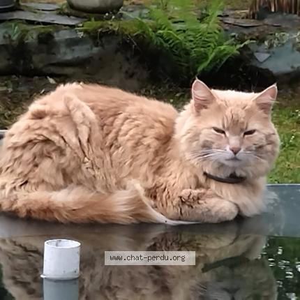 Photo 1/1 Rominet Chat perdu à Loperhet