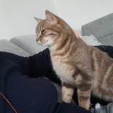 Photo de chat perdu à Seiches Sur Le Loir