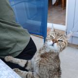 Photo de chat trouvé à St Mathieu De Treviers