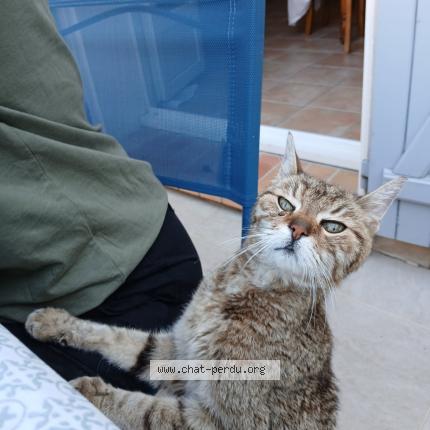 Photo 1/1 Chat retrouvé Trouvé à St mathieu de treviers