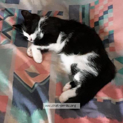 Photo 1/2 Zebrouille Chat perdu à Saint louis