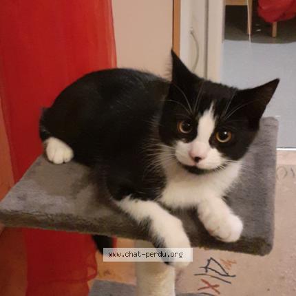 Photo 2/2 Zebrouille Chat perdu à Saint louis