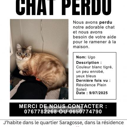 Photo de chat perdu à Pau