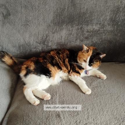 Photo de chat perdu à Estrees Mons