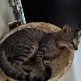 Photo de chat perdu à Virar