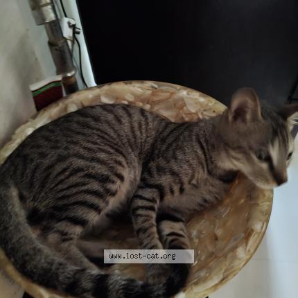 Photo 1/1 Kalu Chat perdu à Virar