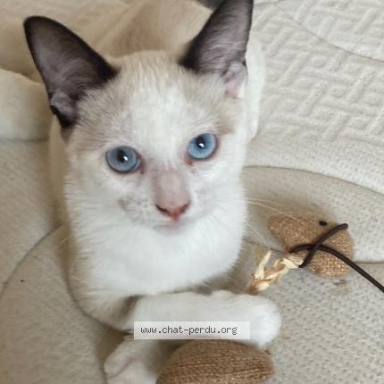 Photo 1/1 Nala Chat perdu à Saint martin lestra