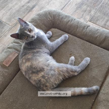 Photo 1/1 Una Chat perdu à Frayssinhes