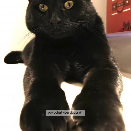 Photo de chat perdu à Ladon