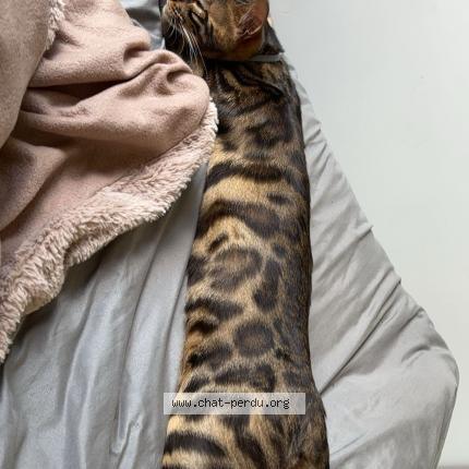 Photo de chat perdu à Herouville Saint Clair
