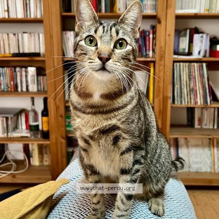 Photo de chat perdu à Le Havre